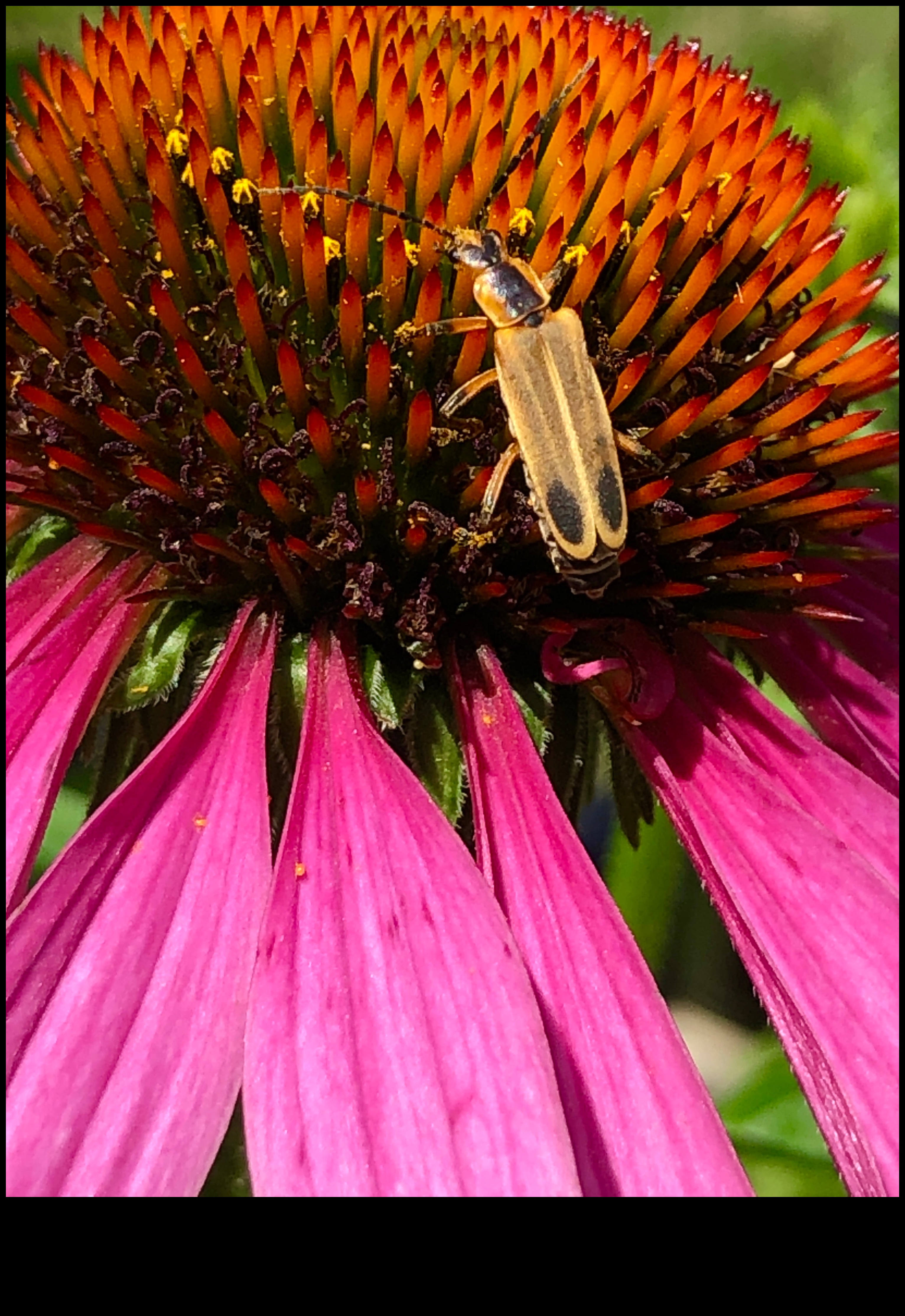 Ziedu uzplaukums: botāniskas dāvanas viņas dabas iedvesmotajam patvērumam