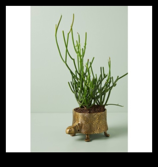 Botanical Bounty: zaļas dāvanas augu entuziastiem